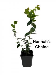 Afin de cultura Hannah s choice