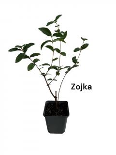 Afin siberian Zojka , boabe de miere