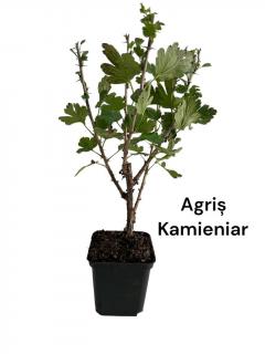 Agris rosu Kamieniar