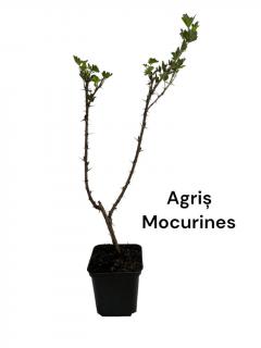 Agris verde Mucurines