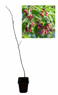 Amelanchier lamarckii 30-50 cm, pom de stafide , merisor de miere , afin canadian ghiveci