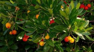 Arbore de capsuni Hannie 20-40 cm ( arbutus unedo )