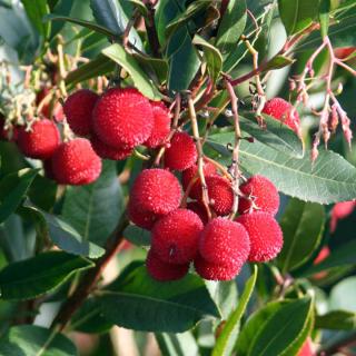 Arbore de capsuni Walter 20-40 cm ( arbutus unedo )