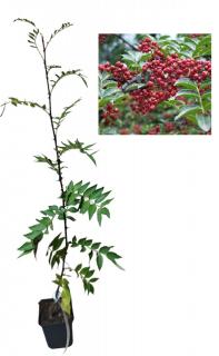 Arbore de piper chinezesc  Sechuan ( Zanthoxylum bungeanum ) 30-50 cm