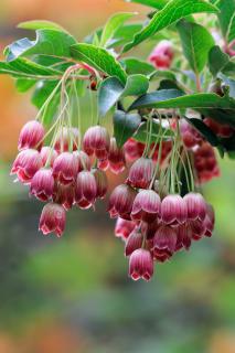 Arborele cu clopotei rosii ,  ,  Enkianthus campanulatus  Red Bells