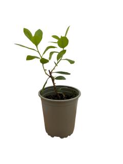 Arborele de capsuni Cobra 20-40 cm (Arbutus unedo )
