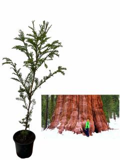 Arborele Mamut , Sequoia sempervirens ,   Sequoia gigant