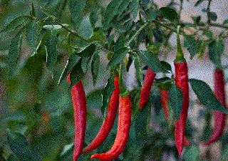 Ardei iute Cayenne chili , 0.5g seminte