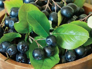 Aronia ,  Mitschurini Amit,   neagra (scorus negru), in ghiveci