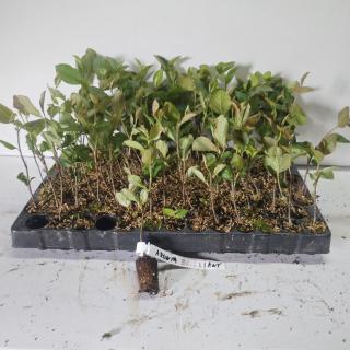 Aronia rosie 10-20 cm, arbutifolia  Brilliant  , scorus rosu