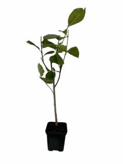 Aronia rosie anul 2, inaltime 30-50 cm