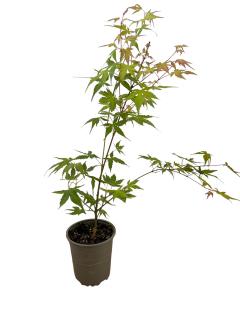 Artar Japonez galben-portocaliu 25-40 cm (Acer palmatum Katsura)