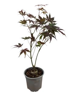 Artar Japonez Rosu 20-30 cm (Acer palmatum Atropurpureum)