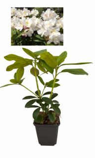 Azalee Rhododendron alba , Cunningham,  s White