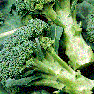 Broccoli Calabrese Natalino , 1g seminte