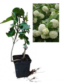 Calin (Viburnum opulus  Roseum ) , bulgare de zapada , ghiveci