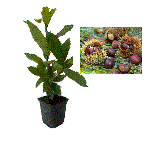 Castan Comestibil ( Castanea sativa ) , 2 ani