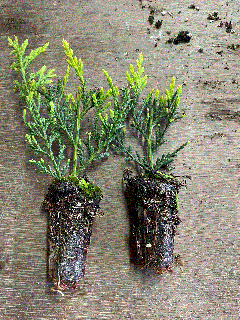 Chiparos Leylandii verde deschis , gard viu