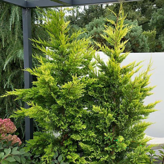 Chiparosul Leylandii ,  Castlewellan Gold,   galben auriu  40-60cm ,in ghiveci