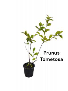 Cires Naking (Prunus Tomentosa) 30-40 cm