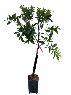 Clementin Hernandina dulce fara samburi (Citrus clementina) 80-120 cm
