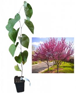 Copacul lui Iuda 50-70 cm  - Cercis canadensis