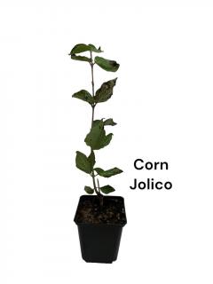 Corn comestibil Jolico fructe gigantice