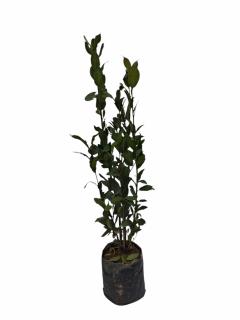 Dafin comestibil tufa 60-80cm Prunus Laurus Nobilis