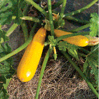 Dovlecel Zucchini Goldena , 3g seminte