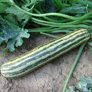 Dovlecel Zucchini Tapir , 3g seminte