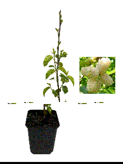 Dud Alb - ( Morus Alba ) , ghiveci