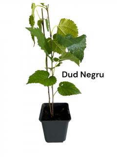 Dud Negru- ( Morus nigra )