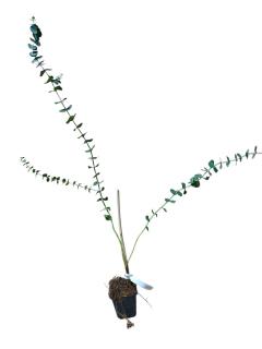 Eucalipt ( Eucalyptus pulverulenta Baby blue ) 50-80 cm