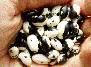 Fasole frantuzeasca Yin-Yang , 10g seminte