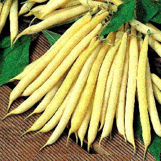 Fasole Goldmari , 10g seminte