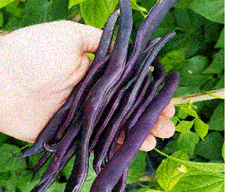 Fasole mov Blauhilde , 10g seminte
