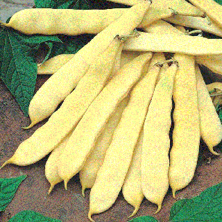 Fasole Supernano Giallo , 30g seminte