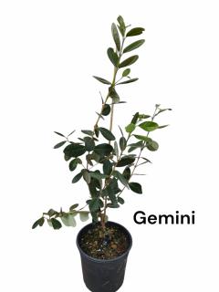 Feijoua Ananas guava Feijoa Sellowiana Gemini 40-60 cm