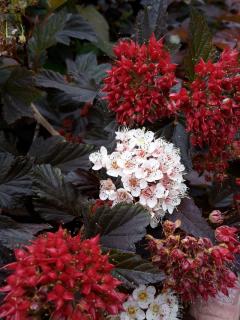 Fisocarpus (Physocarpus opulifolius Red Baron) 40-60 cm