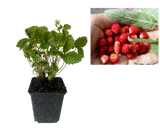 Fragi   Fragute Baron , ( Fragaria vesca ) , 2 ani