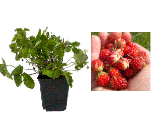 Fragi   Fragute Regina , ( Fragaria vesca ) , 2 ani