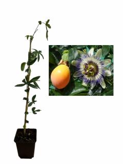 Fructul pasiunii pe rod - Maracuja - Passiflora caerulea 60-80cm