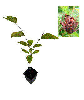 Garofita piperata (Calycanthus floridus)