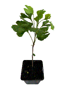 Ginkgo Biloba Arborele Pagodelor  10-20cm