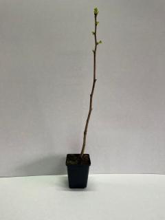 Ginkgo Biloba ( Arborele Pagodelor )  30-40cm