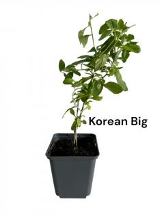 Goji Korean Big