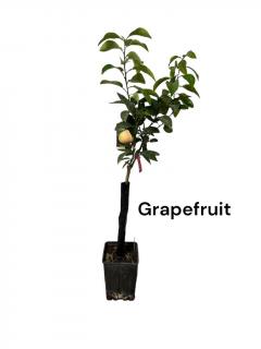Grapefruit Star Ruby 80-100 cm (Citrus Paradisi) , grefuit