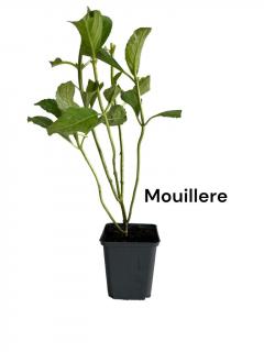 Hortensie alba  E. Mouillere