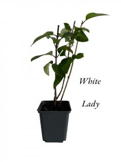 Hortensie alba White Lady