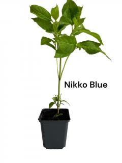 Hortensie albastra  Nikko Blue